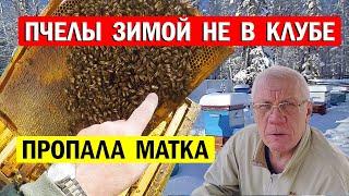 Пропала матка. Как подсадить матку зимой. Зимовка пчел.