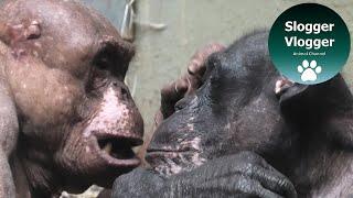 Hairless Chimp's Careful Grooming Session