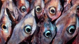 The Strangest Food in the World – Part 2