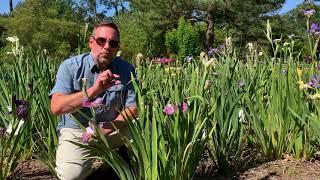 How to Care for Irises