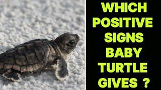 WHICH POSITIVE SIGNS BABY TURTLE GIVES ?