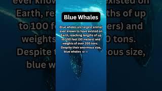 FACTS to KNOW about BLUE WHALES: Nature Unleashed!!! #shorts #facts