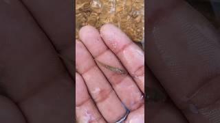 Amazing fish shorts video#fish shorts#fish video🪷🪷