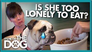 Bulldog Struggles to Eat due to Severe Separation Anxiety | It's Me or The Dog