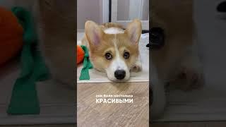 В корги невозможно не влюбиться