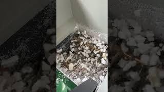 eps compactor with conveyor #epsfoam #eps #foamblock #epscompactor #compactor #compactors #styrofoam