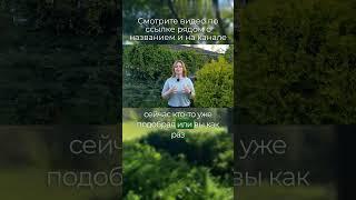 Не надо боятся участоков без коммуникаций #artecology#комплексноепроектирование#андрейбугаев#short