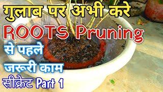 ये काम अभी करे गुलाब में ROOTS Pruning से पहले