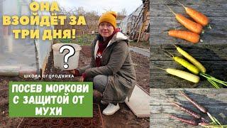 КАК защитить морковь от морковной мухи? /  Морковь долго не всходит. Что делать?