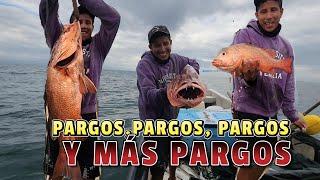 Venimos a pescar los PARGOS con la SIMBRA