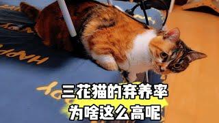 三花猫的弃养率为啥这么高呢！