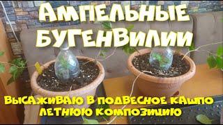 АМПЕЛЬНАЯ БУГЕНВИЛЛЕЯ. ЭКСПЕРИМЕНТ. ч. 4