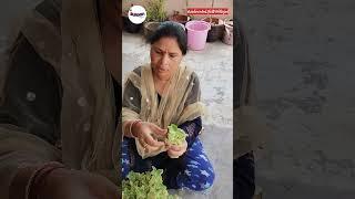 Ajwain Plant | How to grow in Home #shortsfeed #gradening #plants #viral #medicinalplant #ajwain