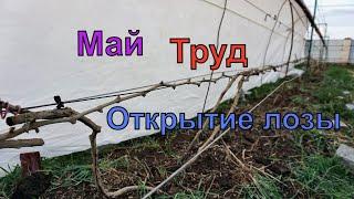 Виноград . 1 мая снимаю зимнее укрытие.