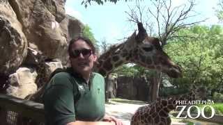 Ask the Philadelphia Zoo Keepers: What is the most challenging part of your job?