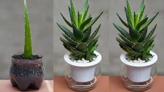 How To Grow Aloe Vera Plant With Effective Treatment At Home