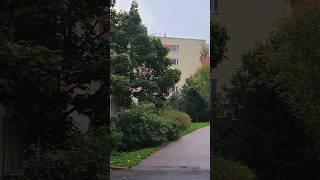 №202 Н. Захарьина | Зеленогорск | Ю. Кондратьева #жилье #history #зеленогорск