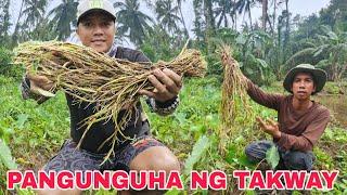 Pangunguha ng Masarap na Takway or tangway Libreng pagkain sa kagubatan Nagpambagat kami ni pinsan