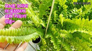 #공기정화식물 #보스톤고사리키우기 #물주는시기 #물주는시기와방법