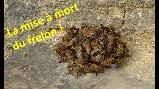 Mise à mort du frelon asiatique par les abeilles