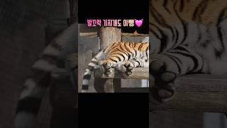 발꼬락 기지개도 미치게 이쁜꿍 #tiger #백두대간수목원 #무궁