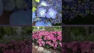 Meet Pop Star® Hydrangea #Shorts