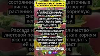 Отщипните это у томата и он завалит вас урожаем!