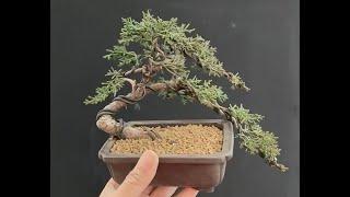 How to bend a bonsai - great bonsai bending skills #87