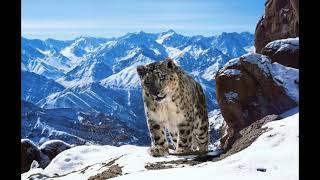 snow leopard sounds