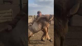 Бир кишинин кучу жетпейт 'Кентавр' аттуу кочкор  Баа бериниз #арашан_койлору
