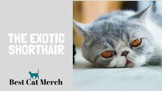 Exotic Shorthair Cats (Everything You Need to Know)