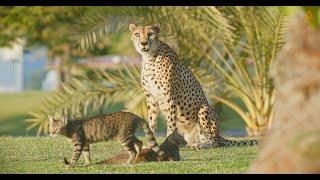 Animalia - Cheetah Duma makes two new feline friends