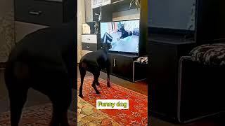 Workout#doglover #dog#smartanimals #shortvideos #funnuvideo #funnyanimals