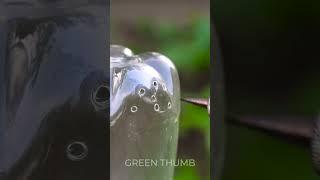 DIY Garden Decor Using Plastic Bottles!