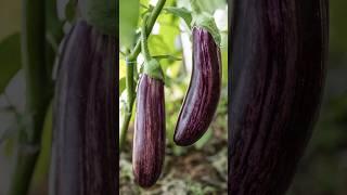 AMEZING GRAFTING TECHNIQUES EGGPLANT | How to grafting eggplant | eggplant grafting #shorts