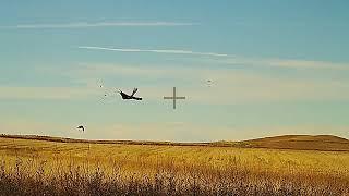 Roosters on the Range!! - Pheasant Hunting South Dakota Ranch Country 2024