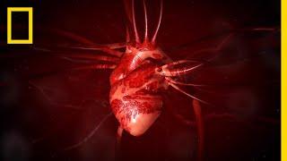 Heart 101 | National Geographic