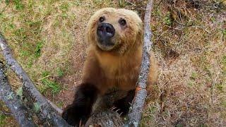 Bears Dancing in the Forest | Planet Earth II | BBC Earth