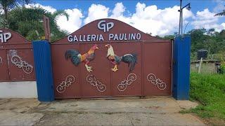 Visitando la GP Galleria Paulino y Conversando con Elvis, su propietario; 829 835 7358