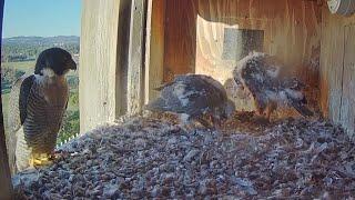 Yira and Garrama busy in self feeding after first breakfast delivery | FalconCam Project | Nov 8, 24