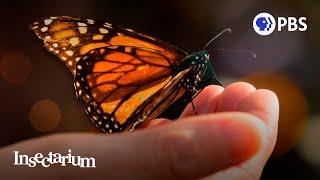 Butterfly Effect: Can Monarchs Avoid Extinction?