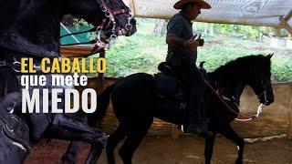 El caballo que mete miedos  -  E 6