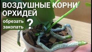 КОРНИ ОРХИДЕЙ воздушные ОБРЕЗАТЬ или ЗАКАПЫВАТЬ?