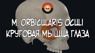 Круговая мышца глаза (m. orbicularis oculi) 3D Анатомия