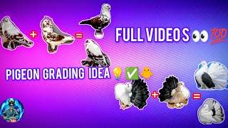 FANCY PIGEON  CROSS BREEDING RESULTS IDEA