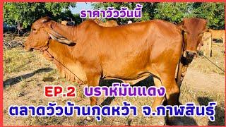 EP.2 #ราคาวัววันนี้ 7 พฤศจิกายน 2567 #ตลาดวัวบ้านกุดหว้า อำเภอกุฉินารายณ์ จังหวัดกาฬสินธุ์ #บราห์มัน