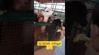 ١ أبريل ٢٠٢٥