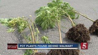 Weed Plants Found Growing Behind Local Walmart