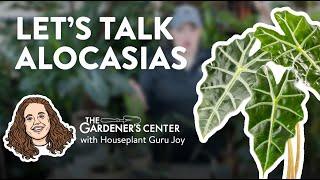 Let's Talk About Alocasias 🪴 Houseplant Guru Joy at The Gardener's Center