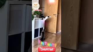 Cutest Puppies Ever Part 11 - Tiny Paws TV #animals #funnyanimals #cutepets #bestanimalvideos